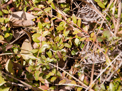 Vaccinium crassifolium