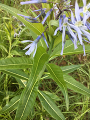 Amsonia illustris