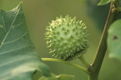 Datura metel