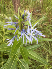 Amsonia illustris
