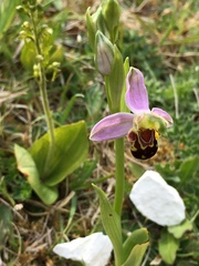 Ophrys apifera