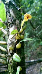 Bulbophyllum analamazoatrae image