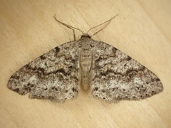 Melanolophia imitata