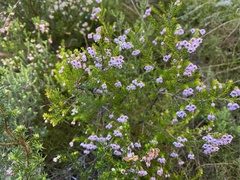 Erica curvirostris