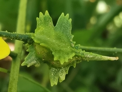 Bunias erucago
