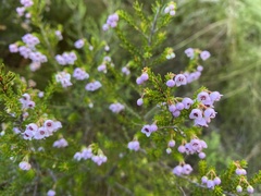 Erica curvirostris