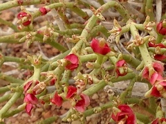 Anabasis brevifolia