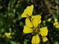 Bunias erucago
