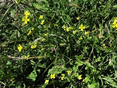 Bunias erucago