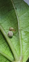 Theridion