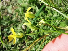 Bunias erucago