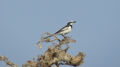 Motacilla samveasnae