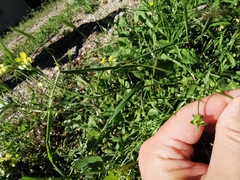 Bunias erucago