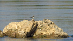 Motacilla samveasnae