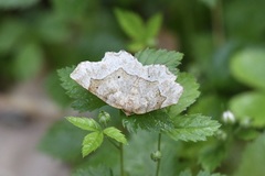 Metarranthis indeclinata