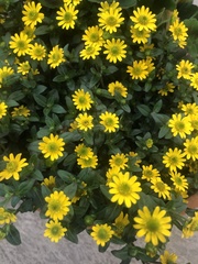 Sanvitalia procumbens