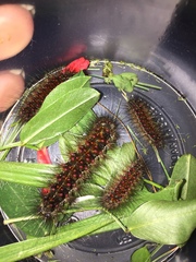 Paracles phaeocera