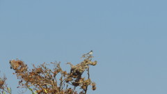 Motacilla samveasnae