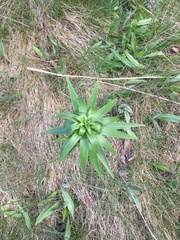 Lilieae