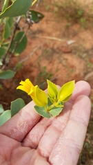 Goodenia panduriformis