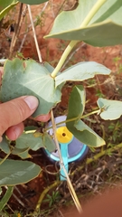Goodenia panduriformis