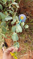 Goodenia panduriformis