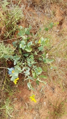 Goodenia panduriformis