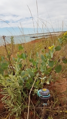 Goodenia panduriformis