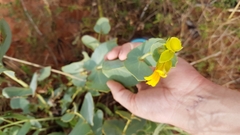 Goodenia panduriformis