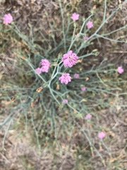 Lygodesmia juncea