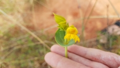 Goodenia panduriformis