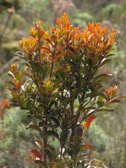 Gaiadendron punctatum