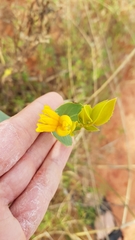Goodenia panduriformis