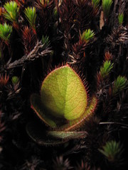 Gaultheria hapalotricha