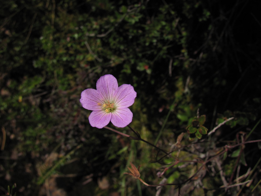 Geranium santanderiense