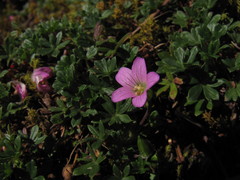 Geranium sibbaldioides