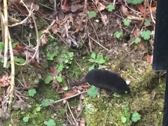 Japanese Shrew Mole photo 3
