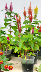 Celosia
