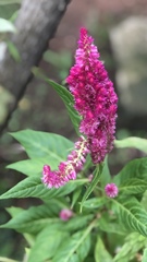 Celosia