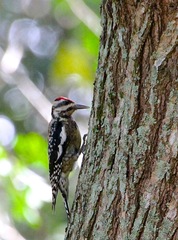 Sphyrapicus varius