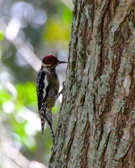 Sphyrapicus varius