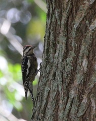 Sphyrapicus varius