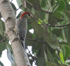 Melanerpes superciliaris