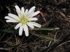 Hypochaeris sessiliflora