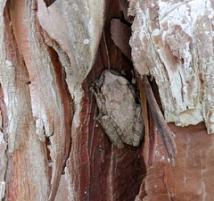 Osteopilus septentrionalis