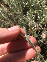 Artemisia rothrockii