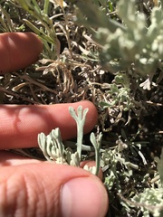 Artemisia rothrockii