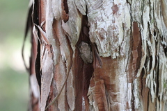 Osteopilus septentrionalis