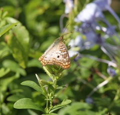 Anartia jatrophae