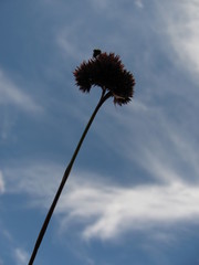 Juncus echinocephalus